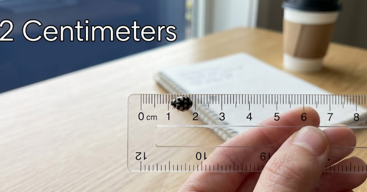 How Big is 2 Centimeters? Simple Visual Guide