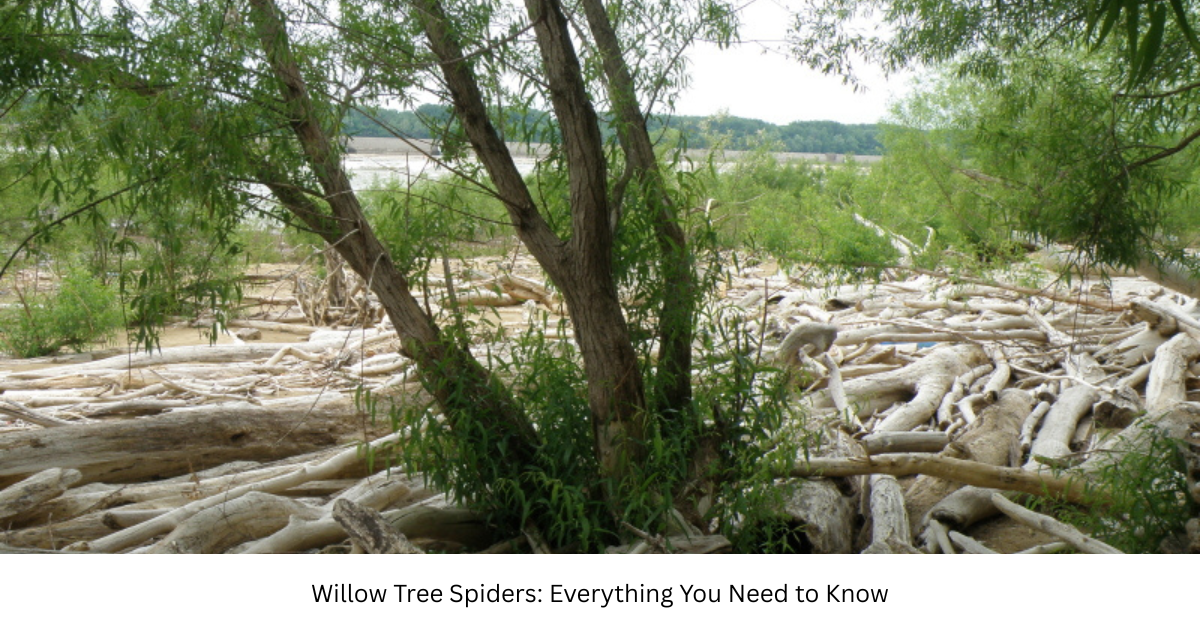 Willow Tree Spiders: Everything You Need to Know